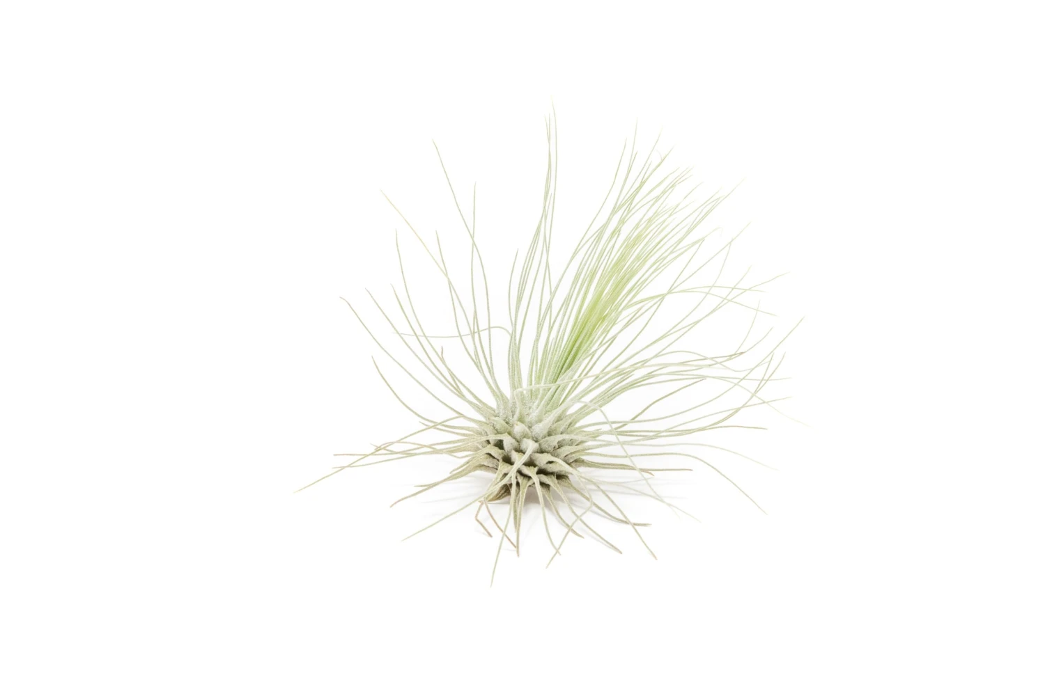 SALE Tillandsia Argentea Thin Air Plants - Set Of 5 Or 10 - 50% Off 1 SALE Tillandsia Argentea Thin Air Plants - Set Of 5 Or 10 - 50% Off