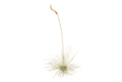 SALE Tillandsia Argentea Thin Air Plants - Set Of 5 Or 10 - 50% Off -Air plant supply co. Tillandsia Air Plant Argentea Thin 2 b30b7a45 2ef2 4713 86ca 6b0711751908 scaled