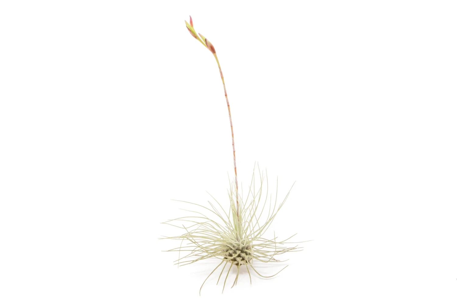 SALE Tillandsia Argentea Thin Air Plants - Set Of 5 Or 10 - 50% Off 3 SALE Tillandsia Argentea Thin Air Plants - Set Of 5 Or 10 - 50% Off - Image 3