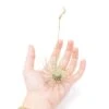Tillandsia Argentea Thin Air Plants