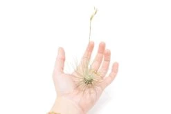 SALE Tillandsia Argentea Thin Air Plants - Set Of 5 Or 10 - 50% Off 8 SALE Tillandsia Argentea Thin Air Plants - Set Of 5 Or 10 - 50% Off -Air plant supply co. Tillandsia Air Plant Argentea Thin 3 87d027bf 6898 4240 a705 932577926057