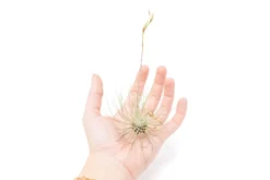 SALE Tillandsia Argentea Thin Air Plants - Set Of 5 Or 10 - 50% Off -Air plant supply co. Tillandsia Air Plant Argentea Thin 3 87d027bf 6898 4240 a705 932577926057 scaled