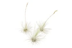 Tillandsia Argentea Thin Air Plants -Air plant supply co. Tillandsia Air Plant Argentea Thin 4