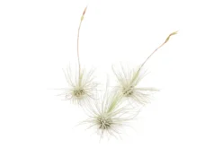 Tillandsia Argentea Thin Air Plants -Air plant supply co. Tillandsia Air Plant Argentea Thin 4 scaled