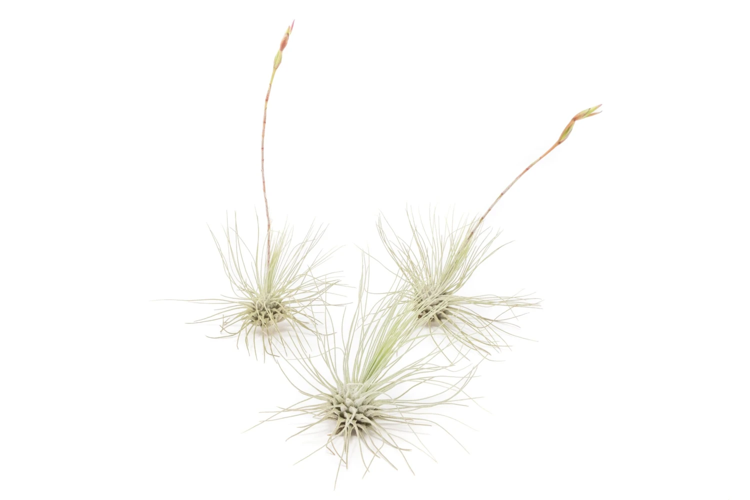SALE Tillandsia Argentea Thin Air Plants - Set Of 5 Or 10 - 50% Off 5 SALE Tillandsia Argentea Thin Air Plants - Set Of 5 Or 10 - 50% Off - Image 5