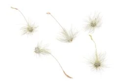 Tillandsia Argentea Thin Air Plants -Air plant supply co. Tillandsia Air Plant Argentea Thin 5