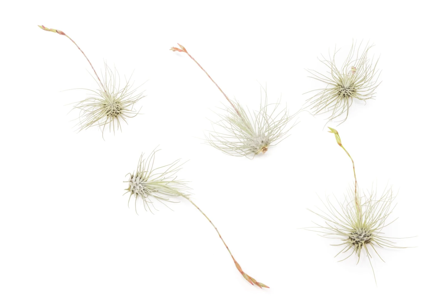 SALE Tillandsia Argentea Thin Air Plants - Set Of 5 Or 10 - 50% Off 2 SALE Tillandsia Argentea Thin Air Plants - Set Of 5 Or 10 - 50% Off - Image 2