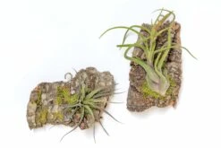 Fully Assembled Air Plant Cork Bark Displays - Multiple Sizes -Air plant supply co. Tillandsia Air Plant Assembled Cork Bark 1 scaled
