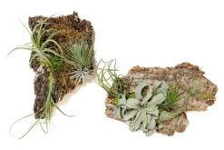 Fully Assembled Air Plant Cork Bark Displays - Multiple Sizes -Air plant supply co. Tillandsia Air Plant Assembled Cork Bark 10 scaled