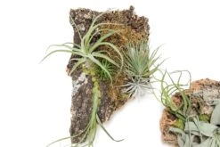 Fully Assembled Air Plant Cork Bark Displays - Multiple Sizes -Air plant supply co. Tillandsia Air Plant Assembled Cork Bark 12 scaled