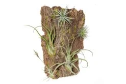 Fully Assembled Air Plant Cork Bark Displays - Multiple Sizes -Air plant supply co. Tillandsia Air Plant Assembled Cork Bark 14 scaled