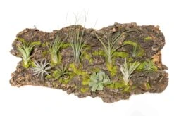 Fully Assembled Air Plant Cork Bark Displays - Multiple Sizes -Air plant supply co. Tillandsia Air Plant Assembled Cork Bark 17 scaled