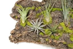 Fully Assembled Air Plant Cork Bark Displays - Multiple Sizes -Air plant supply co. Tillandsia Air Plant Assembled Cork Bark 18 scaled