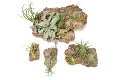 Fully Assembled Air Plant Cork Bark Displays - Multiple Sizes