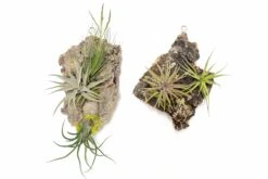 Fully Assembled Holiday Air Plant Cork Bark Displays With Red Ribbon - Small -Air plant supply co. Tillandsia Air Plant Assembled Cork Bark 2 scaled