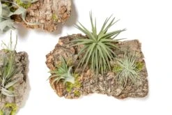 Fully Assembled Air Plant Cork Bark Displays - Multiple Sizes -Air plant supply co. Tillandsia Air Plant Assembled Cork Bark 21 scaled