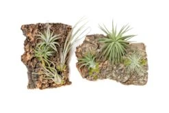 Fully Assembled Air Plant Cork Bark Displays - Multiple Sizes -Air plant supply co. Tillandsia Air Plant Assembled Cork Bark 6 scaled