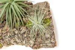 Fully Assembled Air Plant Cork Bark Displays - Multiple Sizes -Air plant supply co. Tillandsia Air Plant Assembled Cork Bark 9 scaled