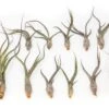 SALE - Tillandsia Baileyi Air Plants - Set Of 5 Or 10 - 50% Off