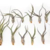 SALE - Tillandsia Baileyi Air Plants - Set Of 5 Or 10 - 50% Off
