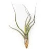 Tillandsia Baileyi Air Plants