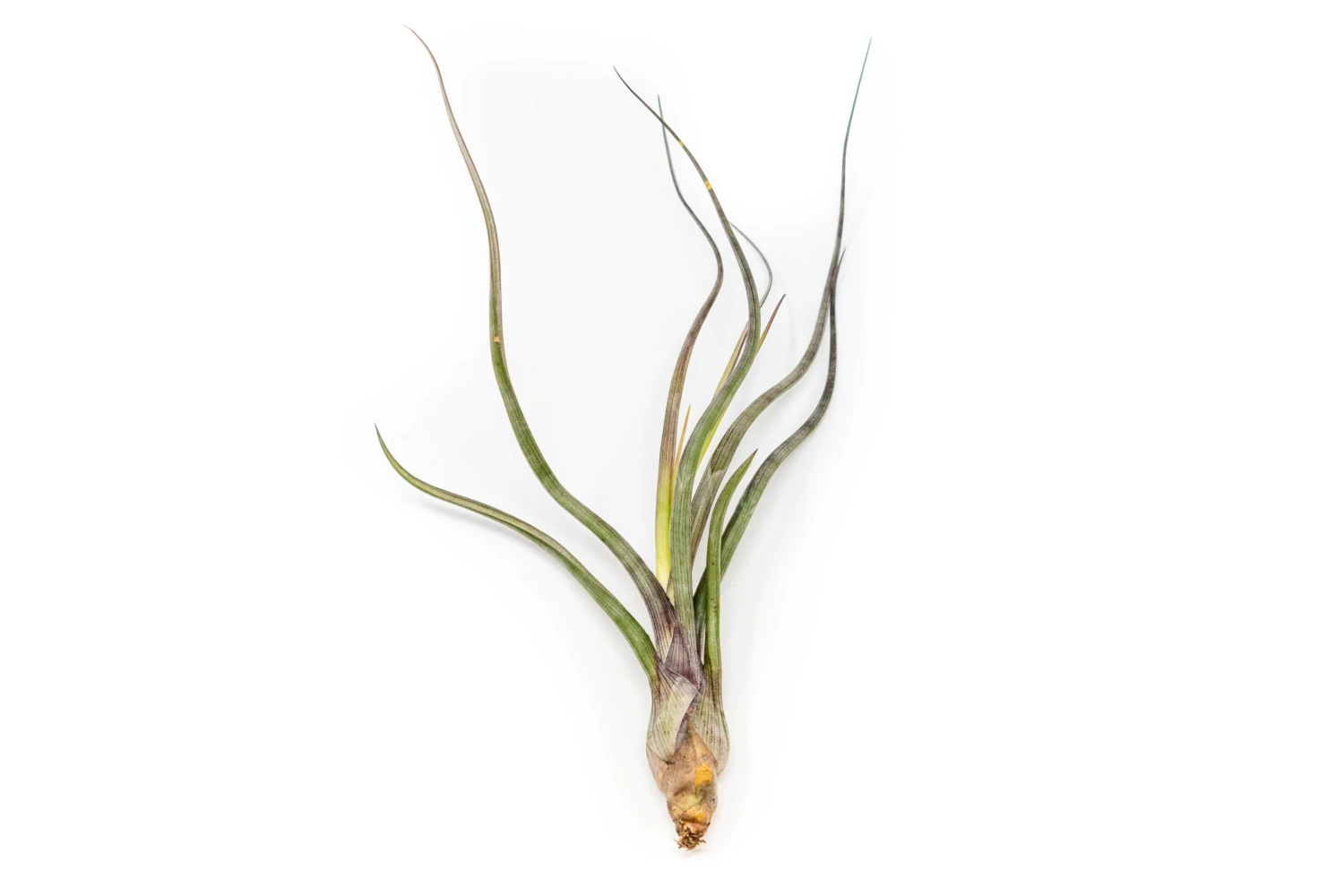 Large Tillandsia Baileyi Air Plants / 6-9 Inch Plants 2 Large Tillandsia Baileyi Air Plants / 6-9 Inch Plants - Image 2