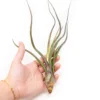 XL Tillandsia Baileyi Air Plants / 9-12 Inch Plants