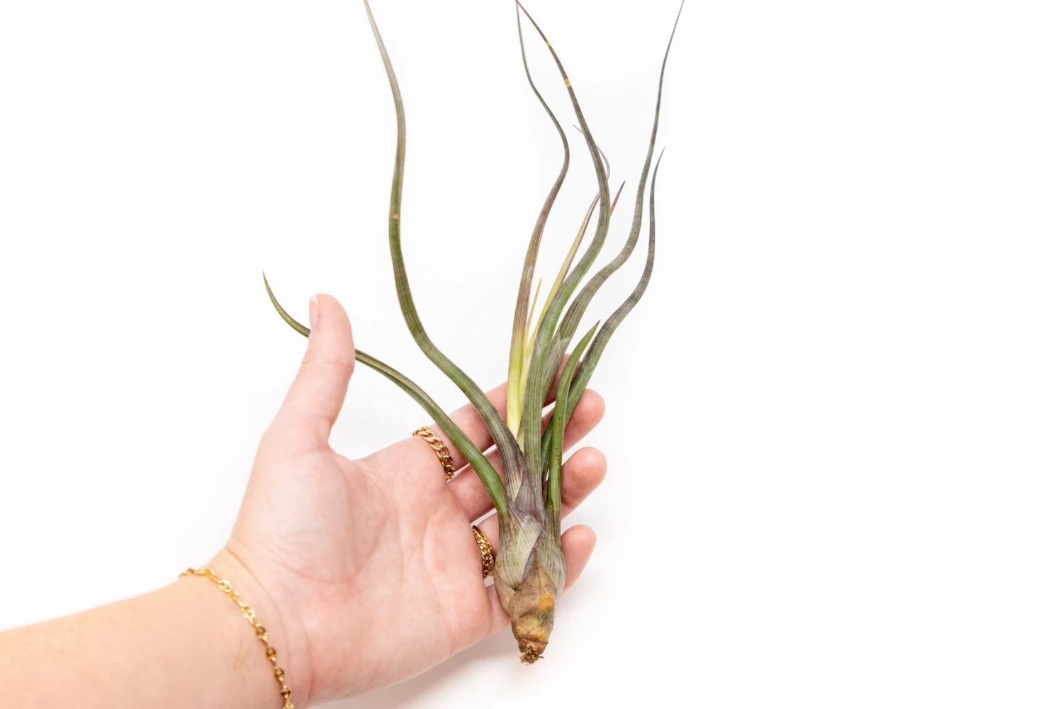XL Tillandsia Baileyi Air Plants / 9-12 Inch Plants 1 XL Tillandsia Baileyi Air Plants / 9-12 Inch Plants