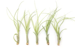 Tillandsia Balbisiana Air Plants -Air plant supply co. Tillandsia Air Plant Balbisiana 2 scaled