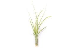 Tillandsia Balbisiana Air Plants -Air plant supply co. Tillandsia Air Plant Balbisiana 4