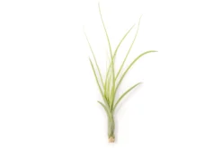 Tillandsia Balbisiana Air Plants -Air plant supply co. Tillandsia Air Plant Balbisiana 4 scaled