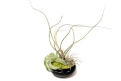 Fully Assembled Tillandsia Air Plant Dish Garden In Black Glazed Container