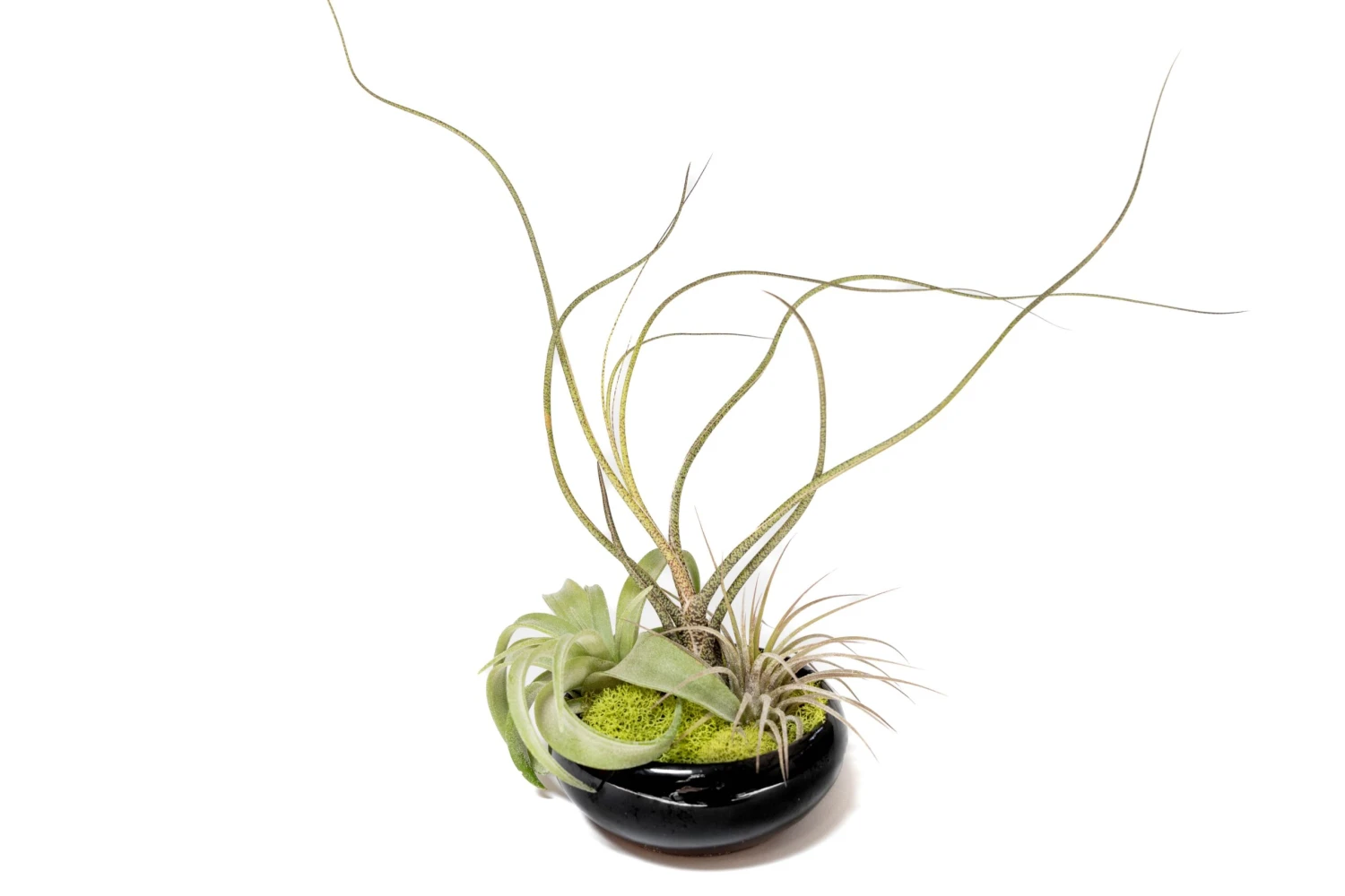 Fully Assembled Tillandsia Air Plant Dish Garden In Black Glazed Container 1 Fully Assembled Tillandsia Air Plant Dish Garden In Black Glazed Container