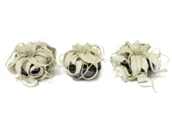 Air Plant Miniature Dish Garden With Tillandsia Seedling Xerographica -Air plant supply co. Tillandsia Air Plant Black Glazed Terracotta Pot Dish 11 scaled