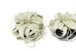 Air Plant Miniature Dish Garden With Tillandsia Seedling Xerographica -Air plant supply co. Tillandsia Air Plant Black Glazed Terracotta Pot Dish 12