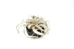 Black Glazed Terracotta Pot With Tillandsia Xerographica Air Plant -Air plant supply co. Tillandsia Air Plant Black Glazed Terracotta Pot Dish 14 07cb12e7 a2a0 4699 bd00 eb486a90b0dd