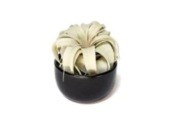 Black Glazed Terracotta Pot For Tillandsia Xerographica & Large Plant Assortments 10 Black Glazed Terracotta Pot For Tillandsia Xerographica & Large Plant Assortments -Air plant supply co. Tillandsia Air Plant Black Glazed Terracotta Pot Dish 15 scaled