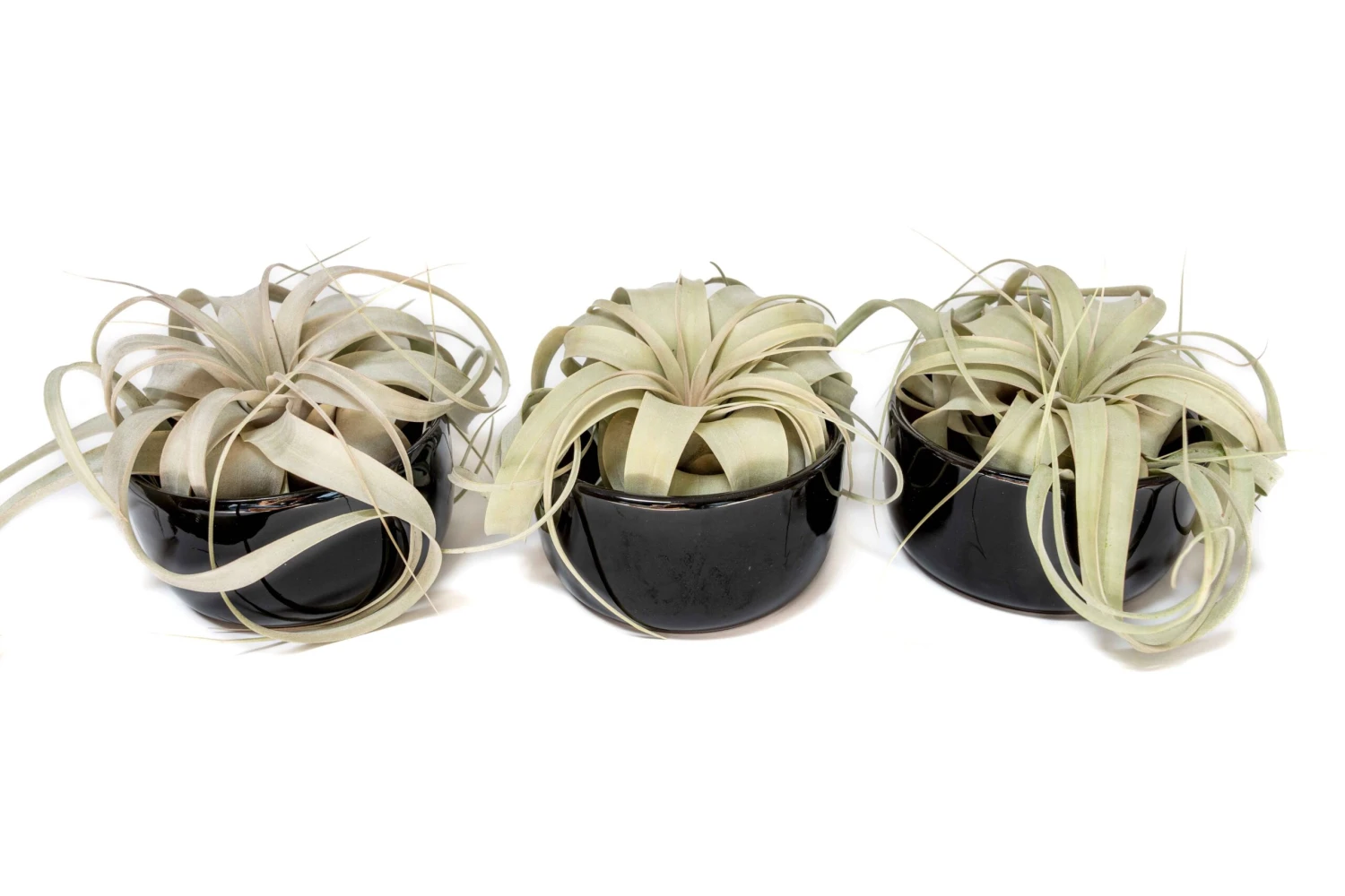 Black Glazed Terracotta Pot For Tillandsia Xerographica & Large Plant Assortments 5 Black Glazed Terracotta Pot For Tillandsia Xerographica & Large Plant Assortments - Image 5