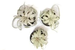 Black Glazed Terracotta Pot With Tillandsia Xerographica Air Plant -Air plant supply co. Tillandsia Air Plant Black Glazed Terracotta Pot Dish 19 5043e3a9 1d24 4870 b7f7 5395e2c8f2f2