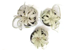 Black Glazed Terracotta Pot With Tillandsia Xerographica Air Plant -Air plant supply co. Tillandsia Air Plant Black Glazed Terracotta Pot Dish 19 5043e3a9 1d24 4870 b7f7 5395e2c8f2f2 scaled