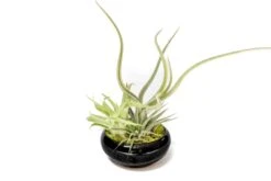 Fully Assembled Tillandsia Air Plant Dish Garden In Black Glazed Container 14 Fully Assembled Tillandsia Air Plant Dish Garden In Black Glazed Container -Air plant supply co. Tillandsia Air Plant Black Glazed Terracotta Pot Dish 2 scaled