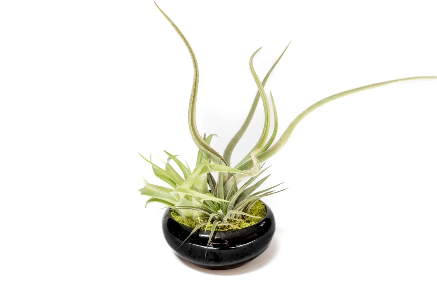 Fully Assembled Tillandsia Air Plant Dish Garden In Black Glazed Container 3 Fully Assembled Tillandsia Air Plant Dish Garden In Black Glazed Container - Image 3