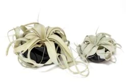 Black Glazed Terracotta Pot With Tillandsia Xerographica Air Plant -Air plant supply co. Tillandsia Air Plant Black Glazed Terracotta Pot Dish 20 4860b96a e7fd 4e52 bf78 cb4730552f97