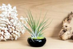 Miniature Black Glazed Tillandsia Air Plant Dish -Air plant supply co. Tillandsia Air Plant Black Glazed Terracotta Pot Dish 2 8ae27058 232a 4cf4 a5e9 207914d00fc7 scaled
