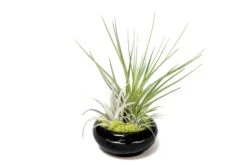Fully Assembled Tillandsia Air Plant Dish Garden In Black Glazed Container 15 Fully Assembled Tillandsia Air Plant Dish Garden In Black Glazed Container -Air plant supply co. Tillandsia Air Plant Black Glazed Terracotta Pot Dish 3 scaled