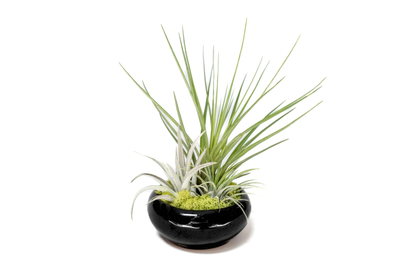 Fully Assembled Tillandsia Air Plant Dish Garden In Black Glazed Container 4 Fully Assembled Tillandsia Air Plant Dish Garden In Black Glazed Container - Image 4