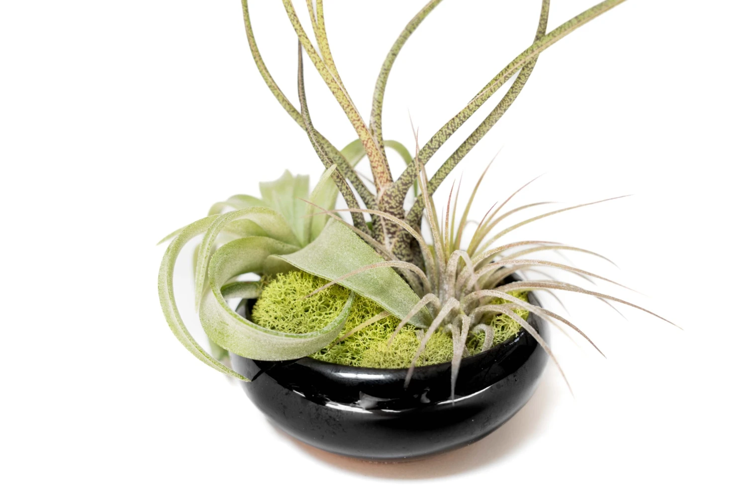 Fully Assembled Tillandsia Air Plant Dish Garden In Black Glazed Container 2 Fully Assembled Tillandsia Air Plant Dish Garden In Black Glazed Container - Image 2