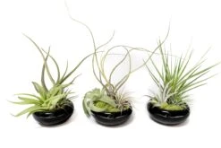Fully Assembled Tillandsia Air Plant Dish Garden In Black Glazed Container 16 Fully Assembled Tillandsia Air Plant Dish Garden In Black Glazed Container -Air plant supply co. Tillandsia Air Plant Black Glazed Terracotta Pot Dish 5 scaled