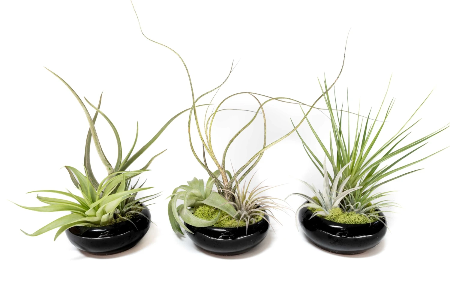 Fully Assembled Tillandsia Air Plant Dish Garden In Black Glazed Container 5 Fully Assembled Tillandsia Air Plant Dish Garden In Black Glazed Container - Image 5