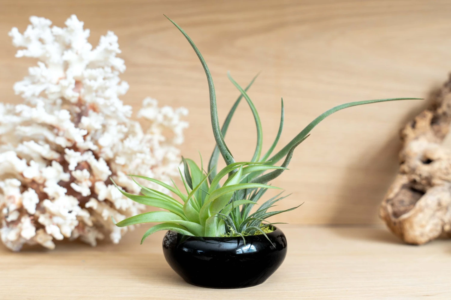 Fully Assembled Tillandsia Air Plant Dish Garden In Black Glazed Container 12 Fully Assembled Tillandsia Air Plant Dish Garden In Black Glazed Container - Image 12